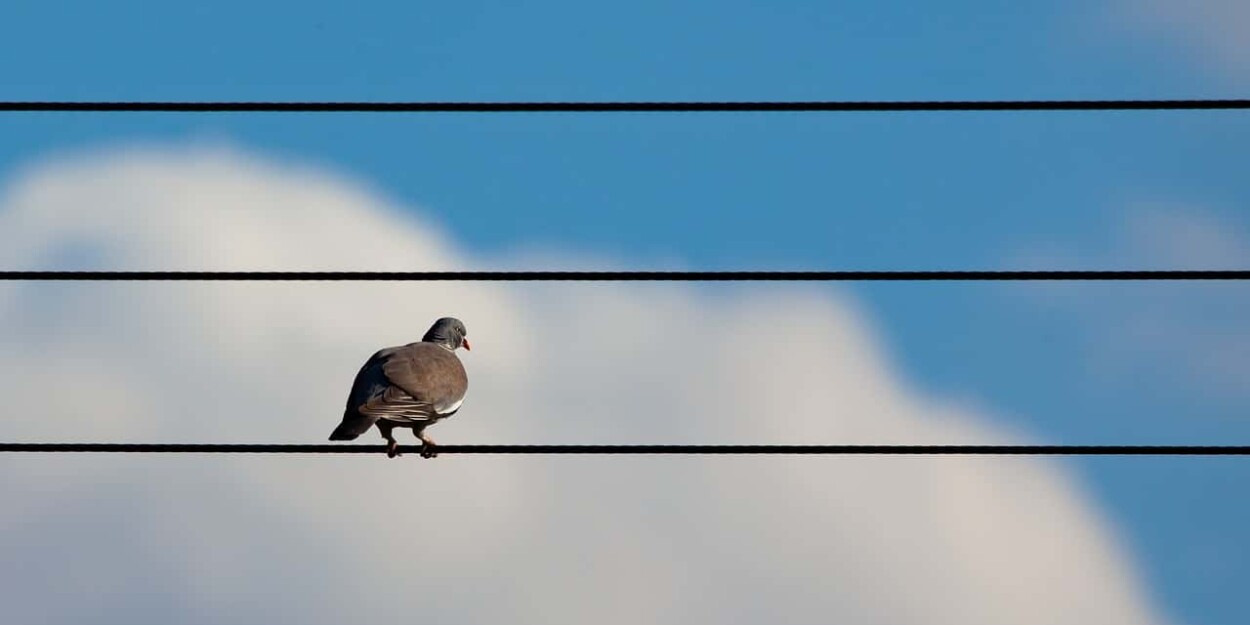 Perché gli uccelli sui cavi elettrici non restano folgorati?